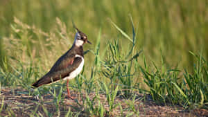 Northern Lapwingin Grassland.jpg Wallpaper