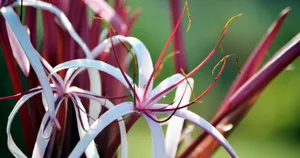Northern Lights Illuminating The Night Sky In Iceland Wallpaper