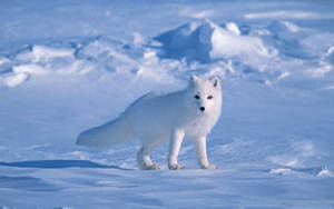 Nosy White Fox In Snow Wallpaper