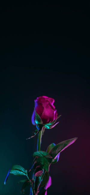 Note 10 Plus Red Rose Wallpaper