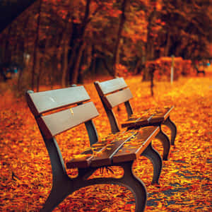 November Fall Bench Leaves Wallpaper