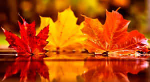 November Fall Leaves Close-up Wallpaper