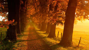 November Fall Trees At Sunset Wallpaper