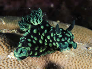 Nudibranchon Coral Reef Wallpaper