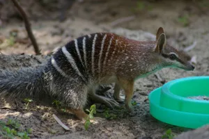Numbat Near Water Dish Wallpaper