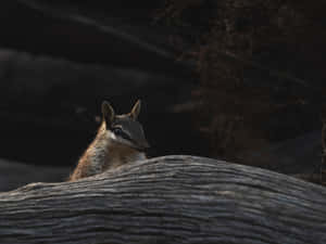 Numbat Peeking Over Log Wallpaper