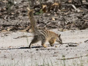 Numbatin Natural Habitat Wallpaper