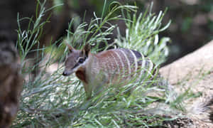 Numbatin Natural Habitat Wallpaper