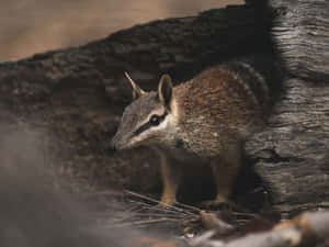 Numbatin Natural Habitat Wallpaper