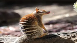 Numbatin Natural Habitat Wallpaper