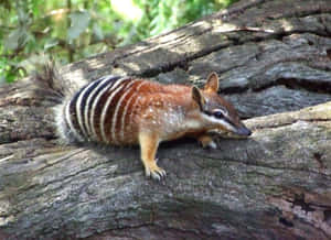 Numbaton Log Wallpaper