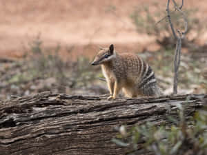 Numbaton Log Australian Wildlife Wallpaper