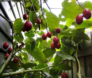 Numerous Tiny Tamarillo Fruits In A Tree Wallpaper