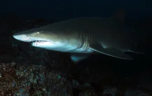 Nurse Shark Night Prowl Wallpaper