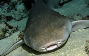 Nurse Shark Restingon Ocean Floor Wallpaper