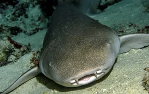 Nurse Shark Restingon Ocean Floor Wallpaper