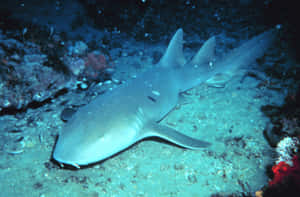 Nurse Shark Restingon Ocean Floor Wallpaper
