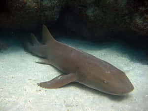 Nurse Shark Restingon Ocean Floor Wallpaper