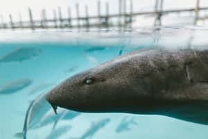 Nurse Shark Swimming Closeup Wallpaper