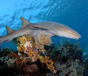 Nurse Shark Swimming Over Coral Reef Wallpaper