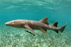 Nurse Shark Swimming Over Seagrass Bed Wallpaper