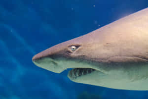 Nurse Shark Up Close Wallpaper