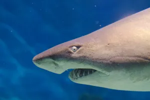 Nurse Shark Up Close Wallpaper