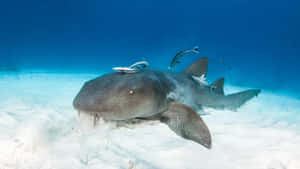 Nurse Shark With Remoras.jpg Wallpaper