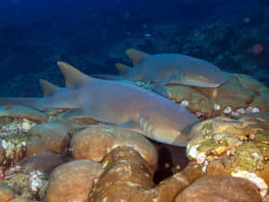 Nurse Sharks Restingon Coral Reef Wallpaper