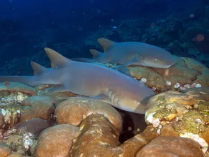 Nurse Sharks Restingon Coral Reef Wallpaper