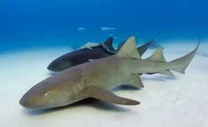 Nurse Sharks Restingon Ocean Floor Wallpaper