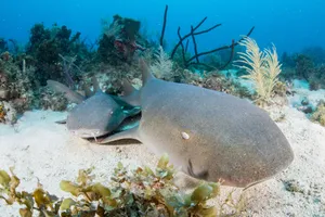 Nurse Sharks Restingon Seabed Wallpaper