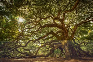 Oak Tree Background Hd Wallpaper