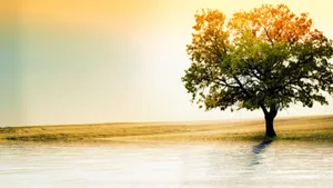 Oak Tree On Water Wallpaper