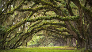 Oak Trees In South Carolina Wallpaper