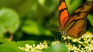 Observer Admiring A Butterfly While Out Butterfly Watching Wallpaper