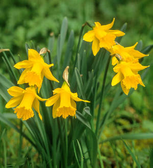 Obvallaris Narcissus Flowers Wallpaper