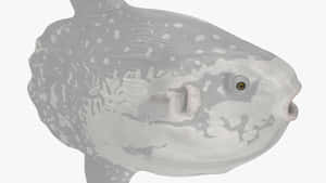 Oceanic Sunfish Closeup Wallpaper