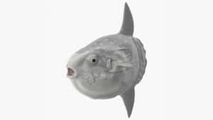 Oceanic Sunfish Model Wallpaper