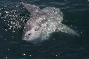 Oceanic Sunfish Surface Swimming.jpg Wallpaper