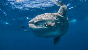 Oceanic Sunfish Underwater Wallpaper