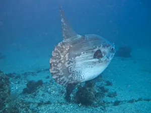 Oceanic Sunfish Underwater.jpg Wallpaper