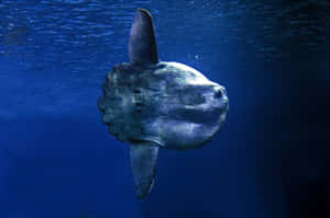 Oceanic Sunfish Underwater Scene Wallpaper