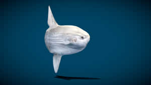 Oceanic Sunfish Underwater Scene Wallpaper