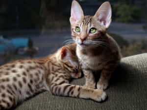 Ocicat 2285 X 1714 Wallpaper Wallpaper