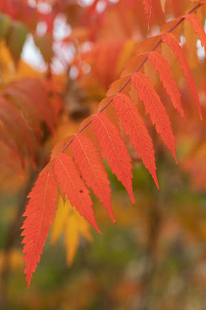 October Fall Red Leaves Wallpaper