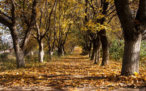 October Forest Road Trees Wallpaper