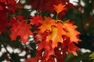 October Red Autumn Leaves Wallpaper