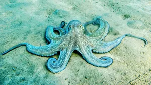 Octopus Sandy Seabed Wallpaper