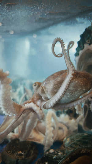 Octopus Underwater Grace Wallpaper